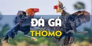 Những ưu điểm đặc biệt của đá gà Thomo mà kê thủ chưa biết